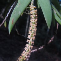 Oberonia thwaitesii Hook.f.